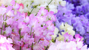 1月の誕生花