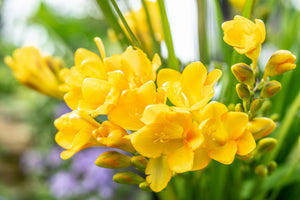 2月の誕生花
