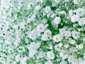 4月の誕生花
