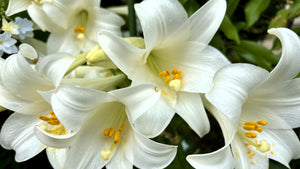 7月の誕生花