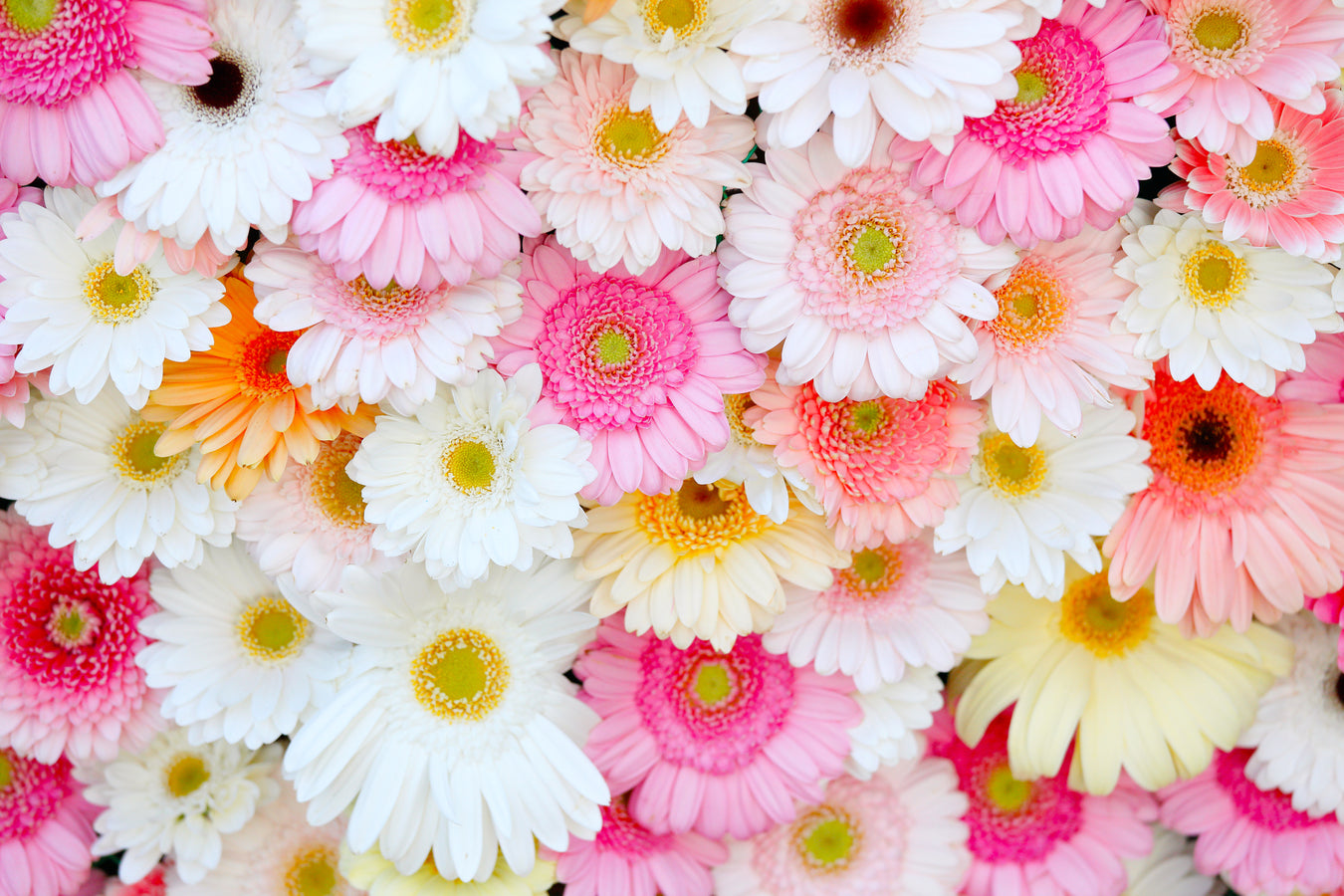 月の誕生花