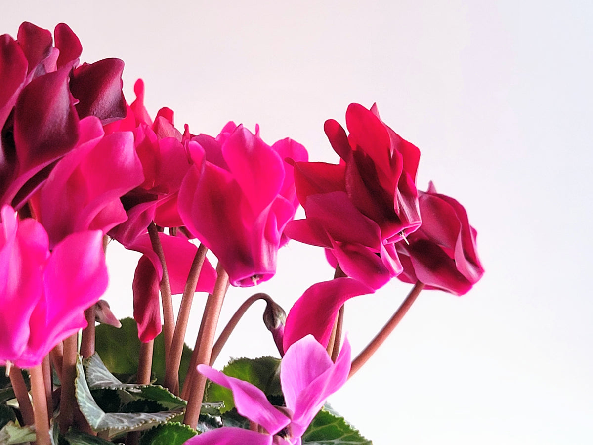 月の誕生花