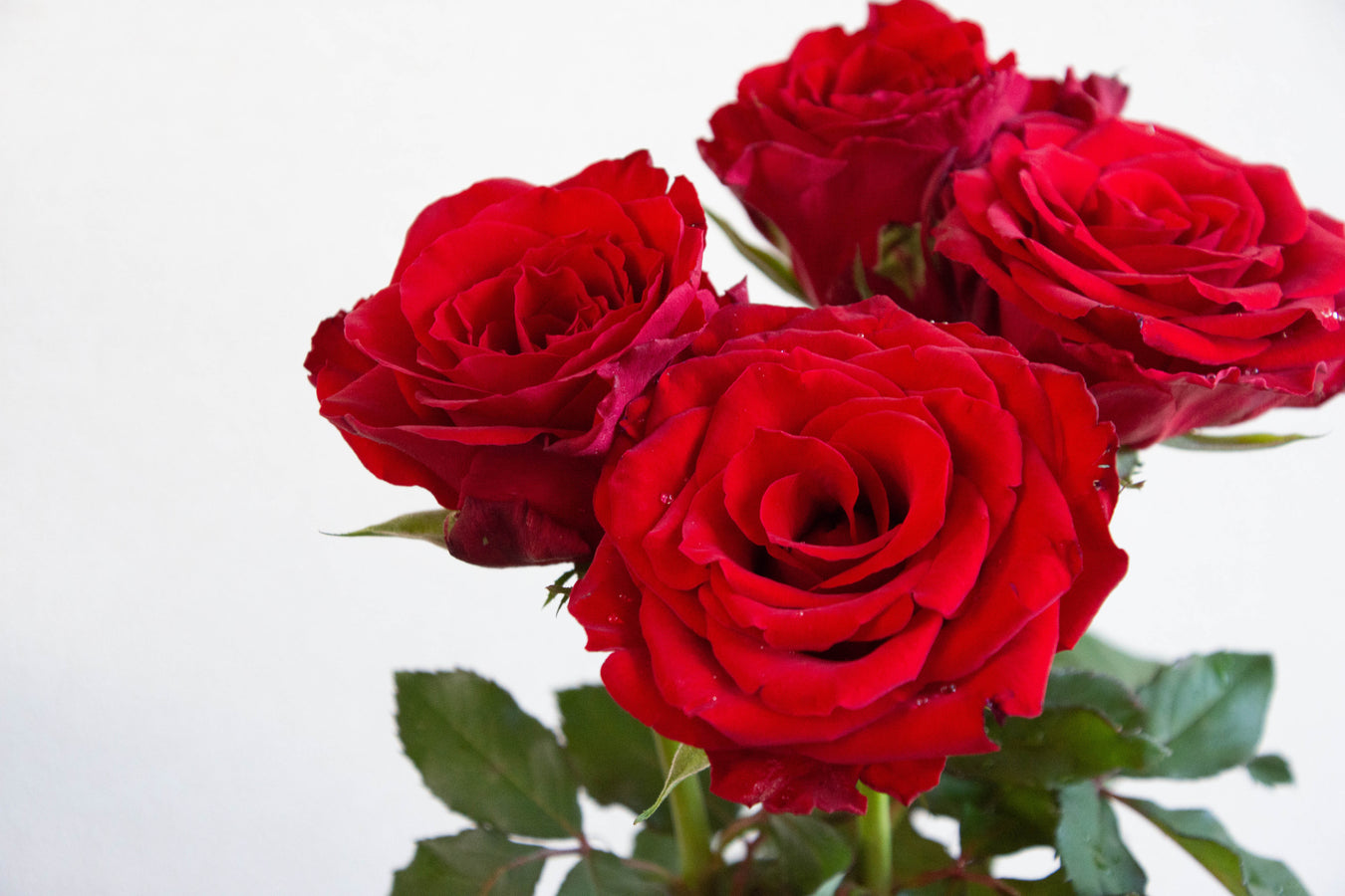 月の誕生花