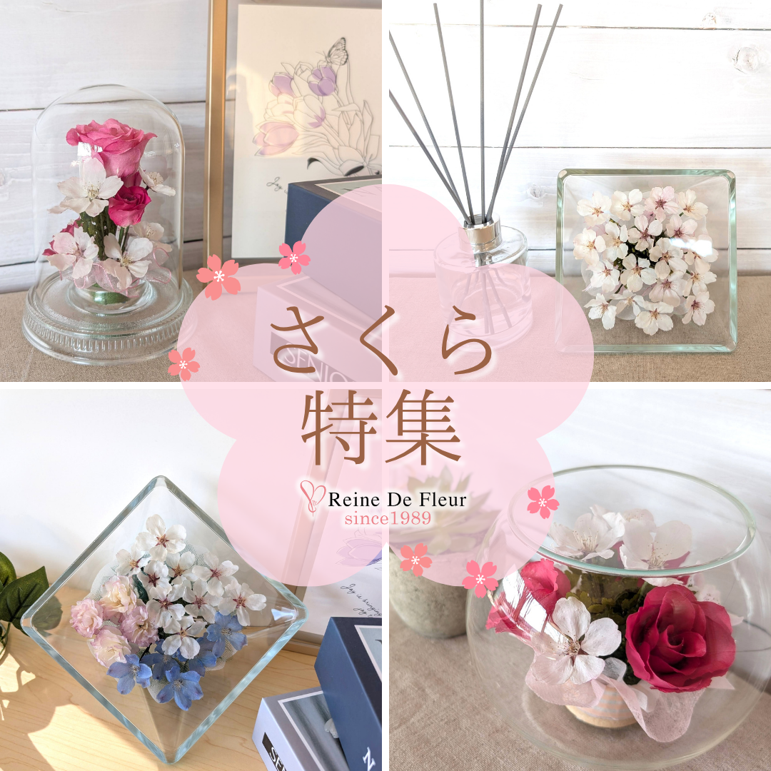 さくら押花 Pressed sakura (PF-SP01)