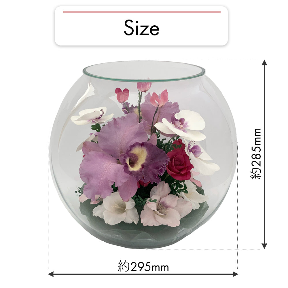 Elegant Bowl LL(C-V)