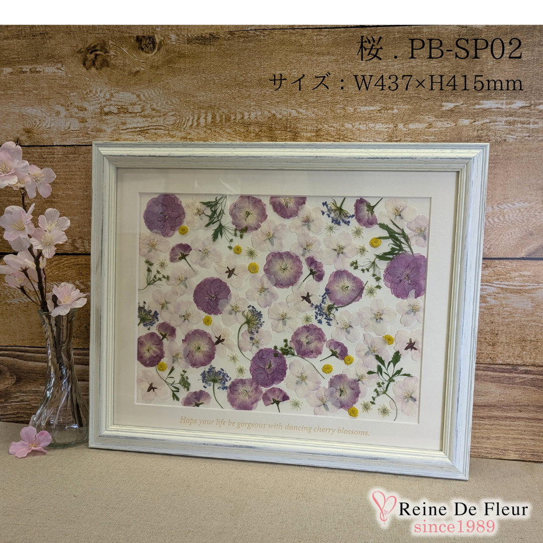 さくら押花 Pressed sakura (PB-SP02)