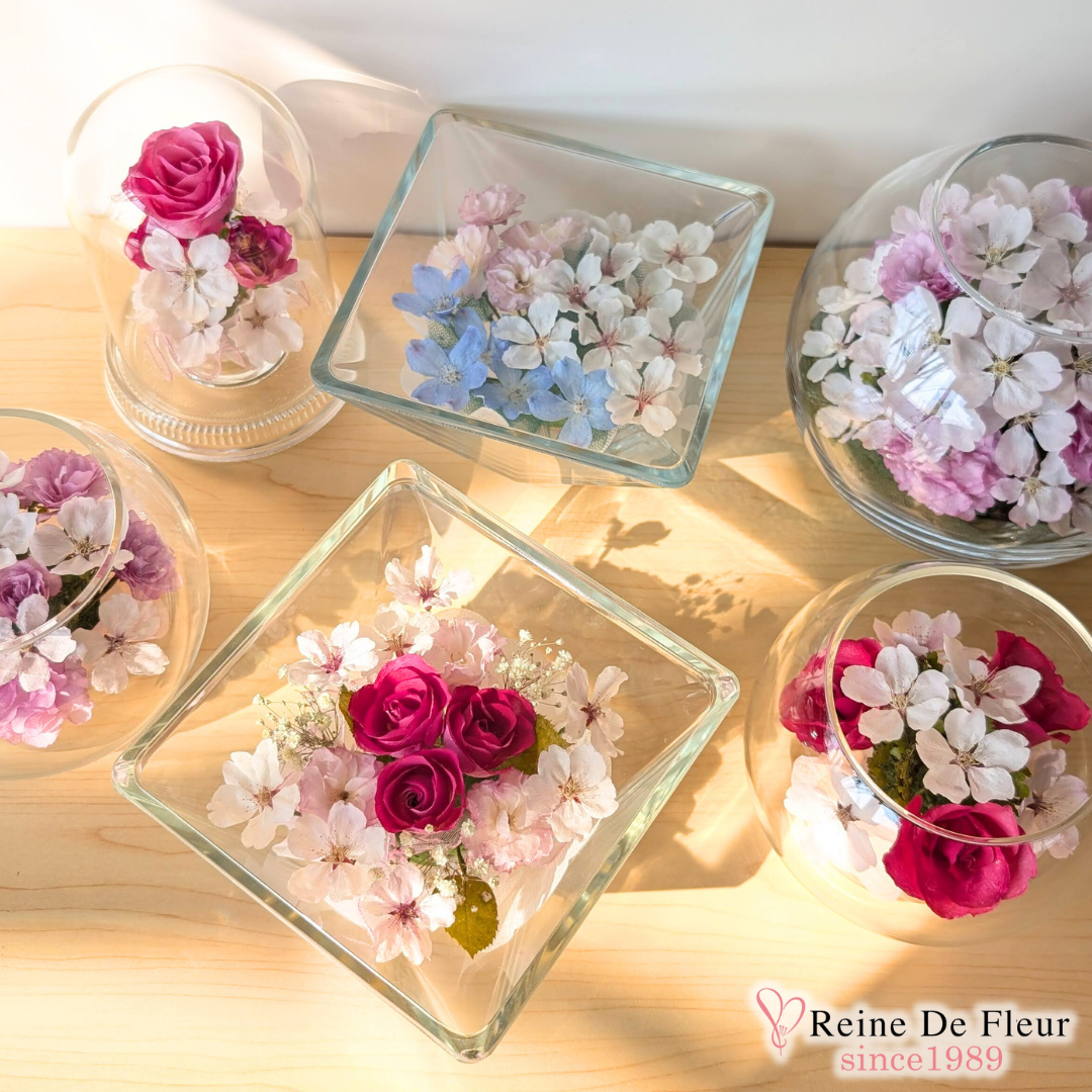 さくら押花 Pressed sakura (PF-SP01)