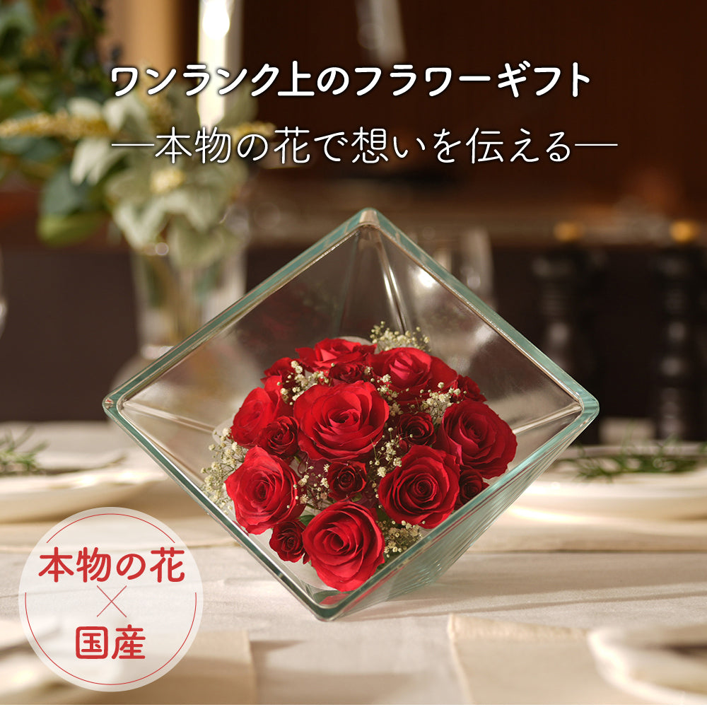 Passion Sui L(XB-C)