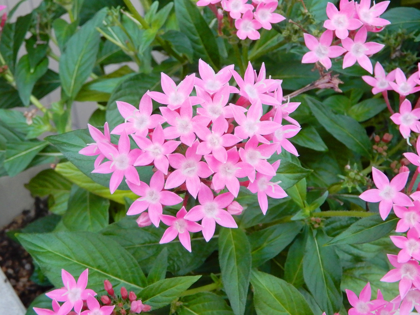 ♡ペンタス♡ Starcluster™ Cascade Blush | Syngenta Flowers