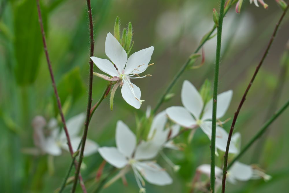 ハクチョウソウ / 白蝶草 – レンデフロール