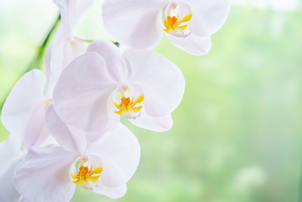 コチョウラン / 胡蝶蘭 – レンデフロール 洋ラン洋蘭胡蝶蘭交配種