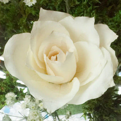 胡蝶蘭 – レンデフロール 胡蝶蘭 – レンデフロール