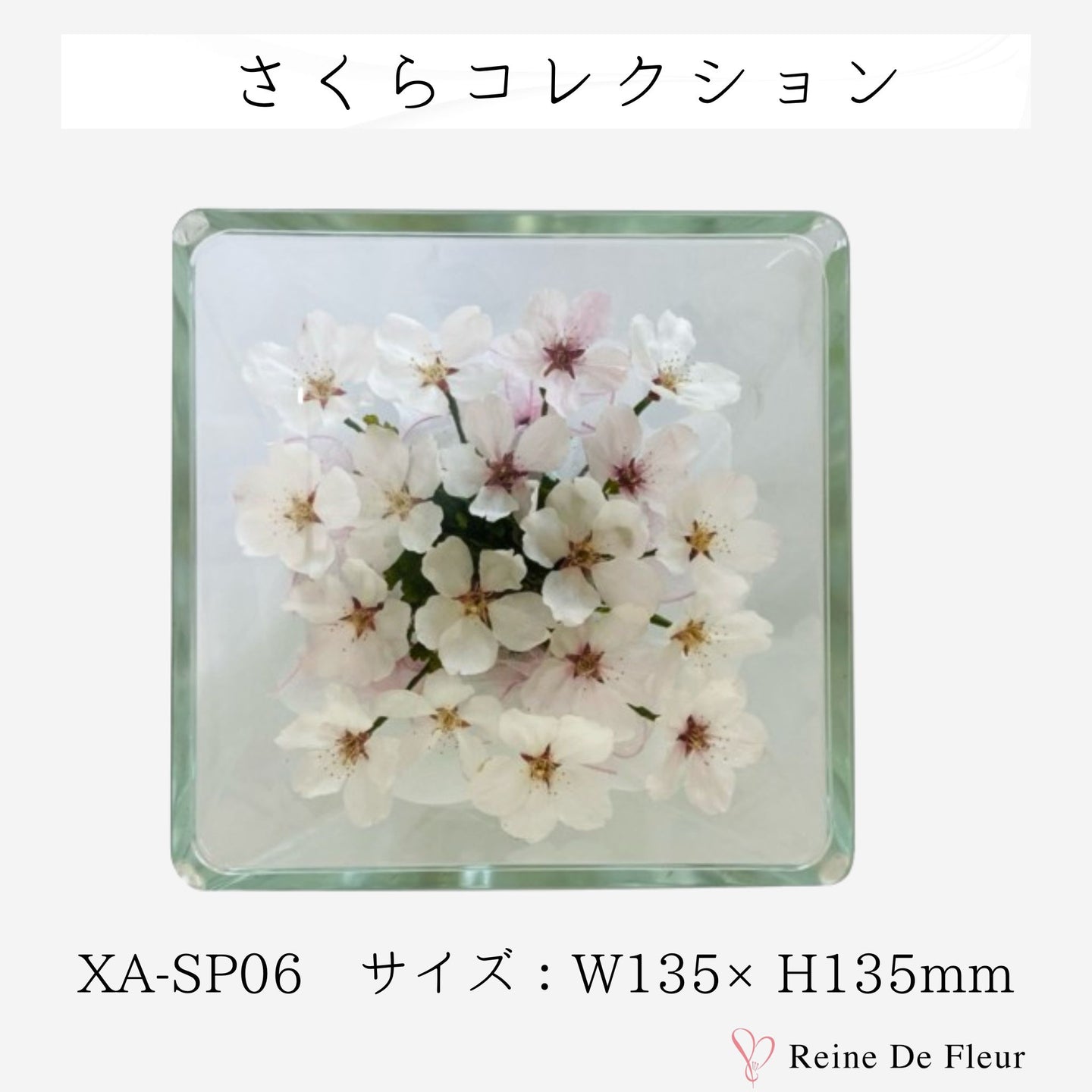 XA-SP06 さくらコレクション/桜 ボトル/ドライフラワー