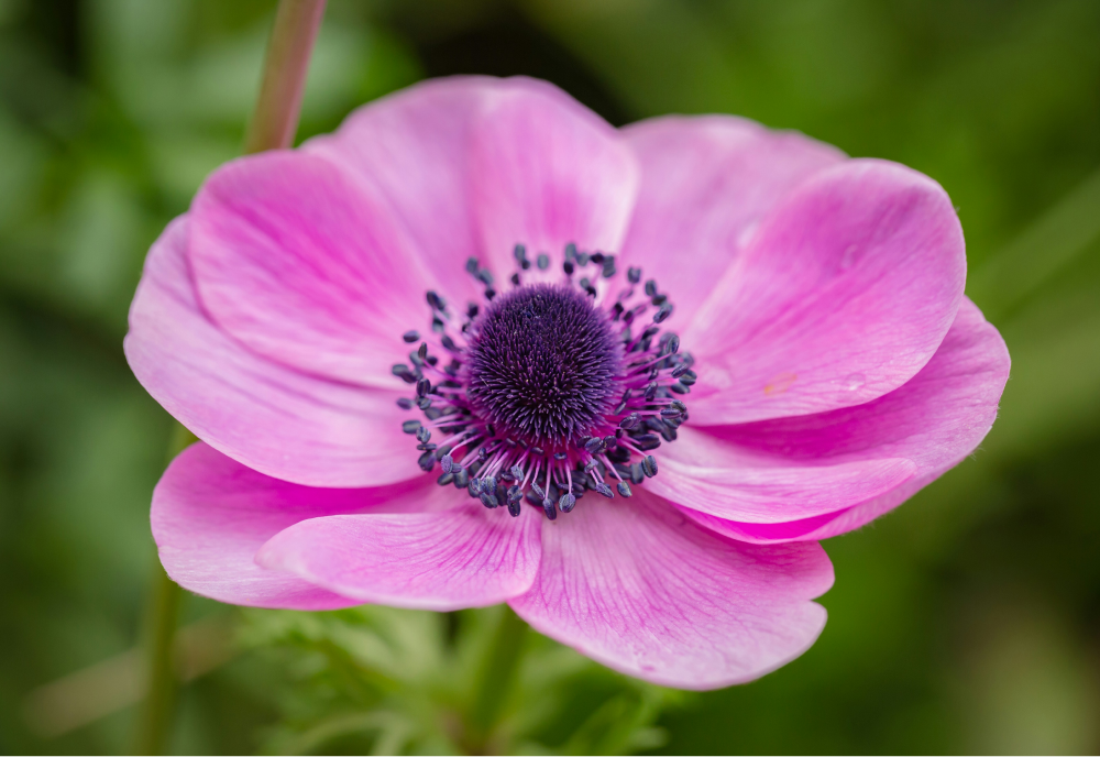 新品　カナダ産　アネモネ イチリンソウ　5株位　秋まで次々咲きます 風の花[前編] Anemone（イチリンソウ属）｜東アジア植物記｜読みもの