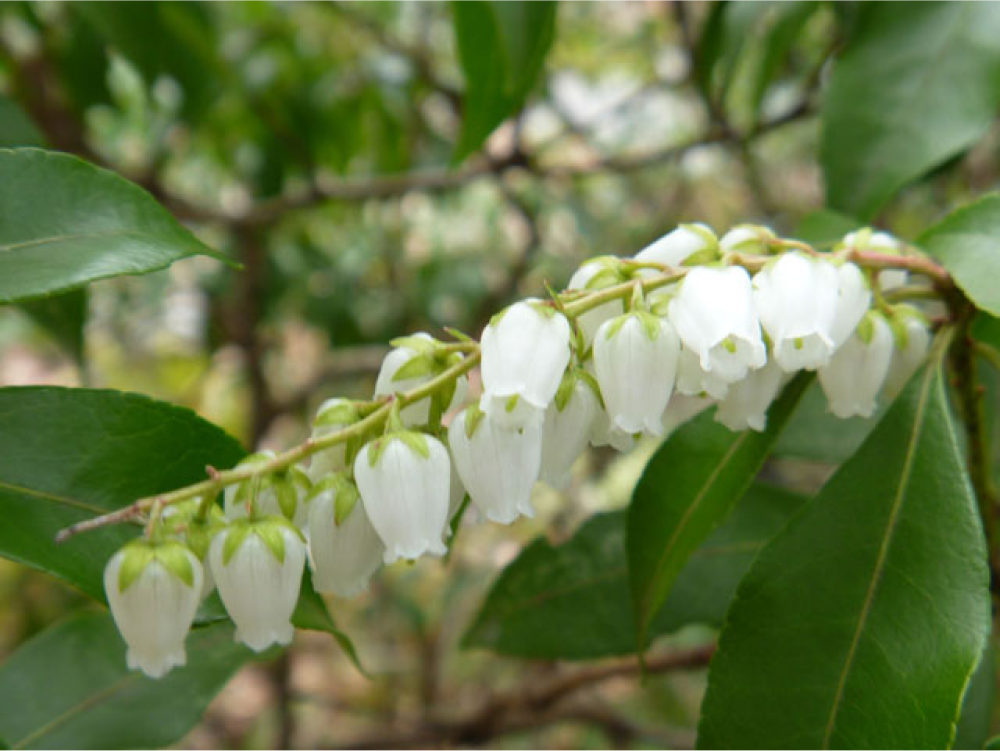馬酔木誠 アセビマコト アセビマコト｜Discover Japan 公式オンラインショップ