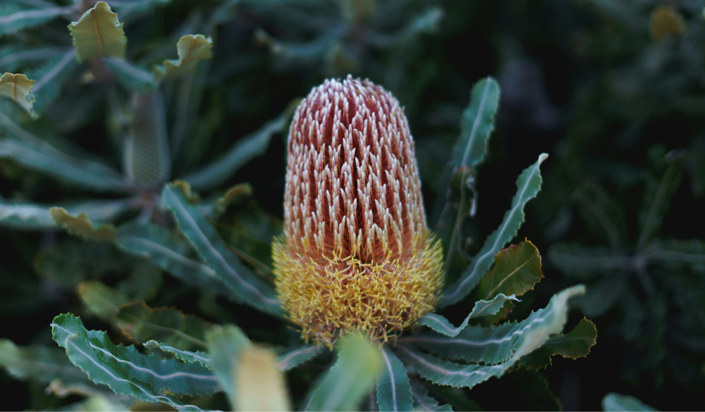 バンクシア – レンデフロール