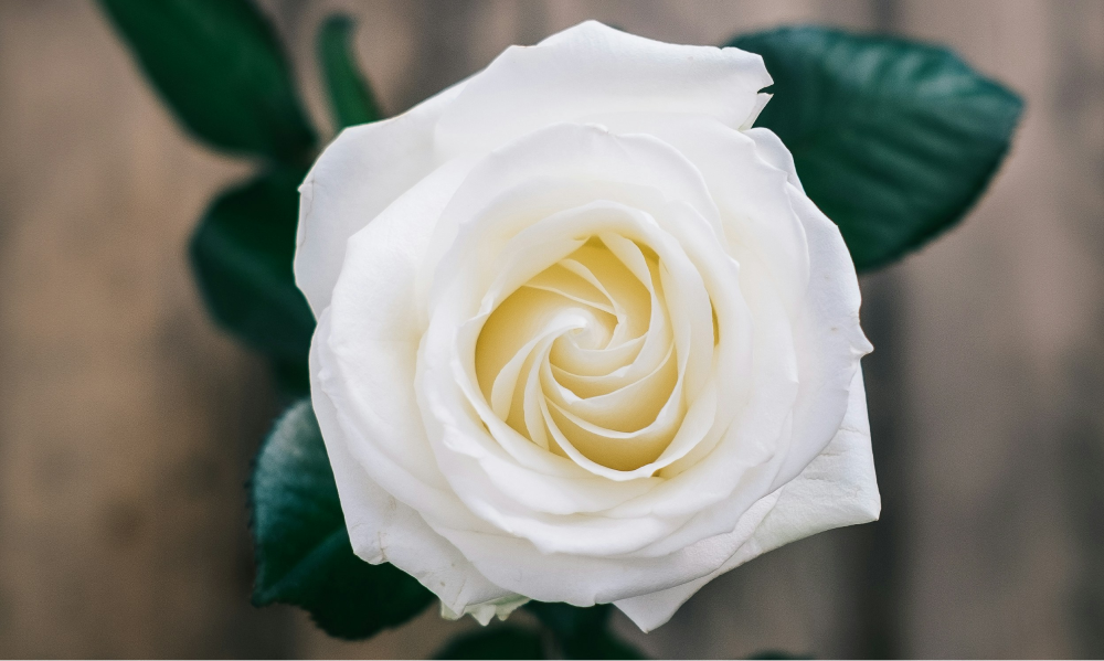 白薔薇様 マリア様がみてる 紅薔薇 白薔薇 黄薔薇 ストラップ 激