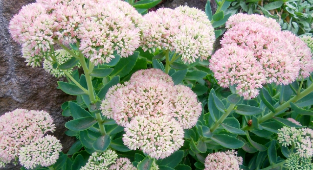 ベンケイソウ / 弁慶草 – レンデフロール