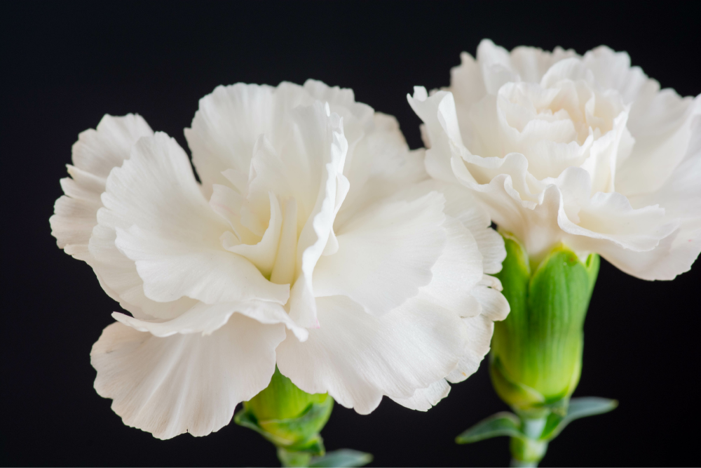 白花タンナゲンカイツツジ/希少種【現品発送】管理70244 【公式通販】