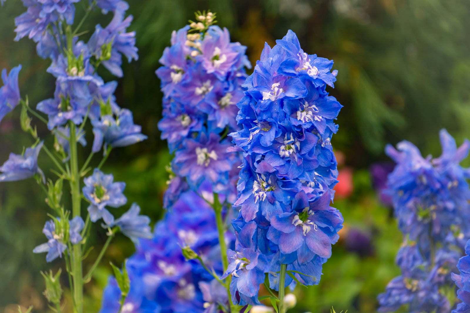 delphinium_1600x.jpg?v=1726308017