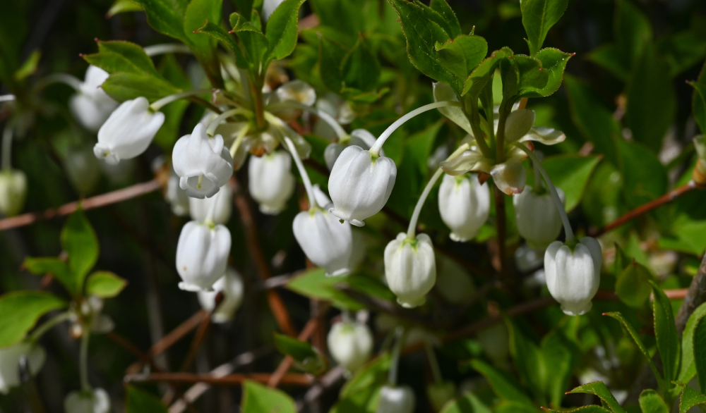 ドウダンツツジ / 灯台躑躅・燈台躑躅 – レンデフロール