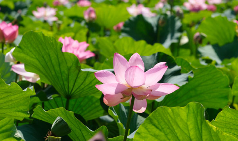 ハス / 蓮 – レンデフロール