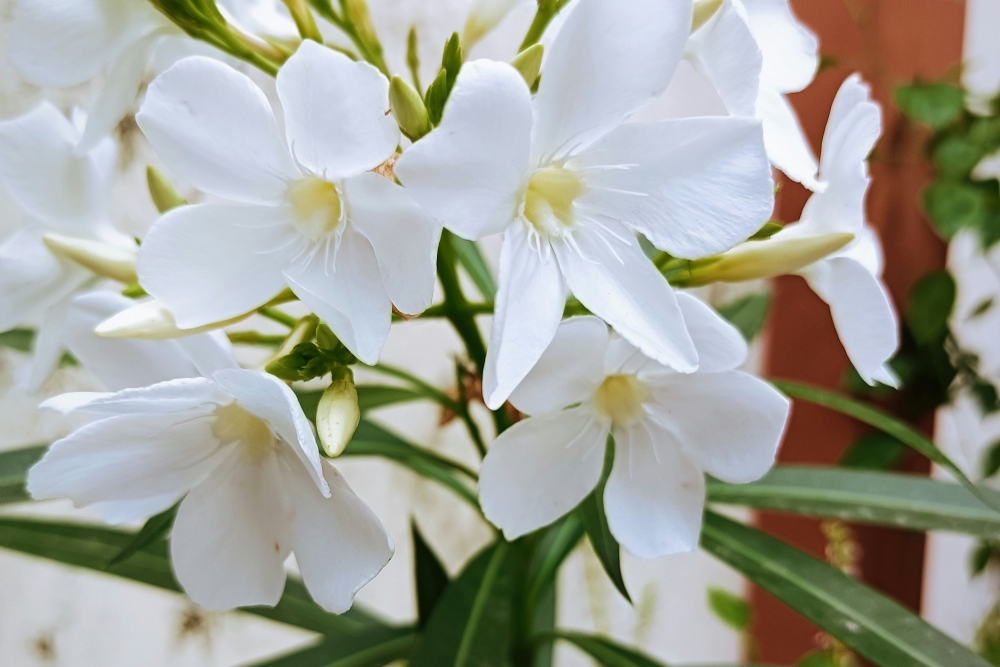 ジャスミン – レンデフロール