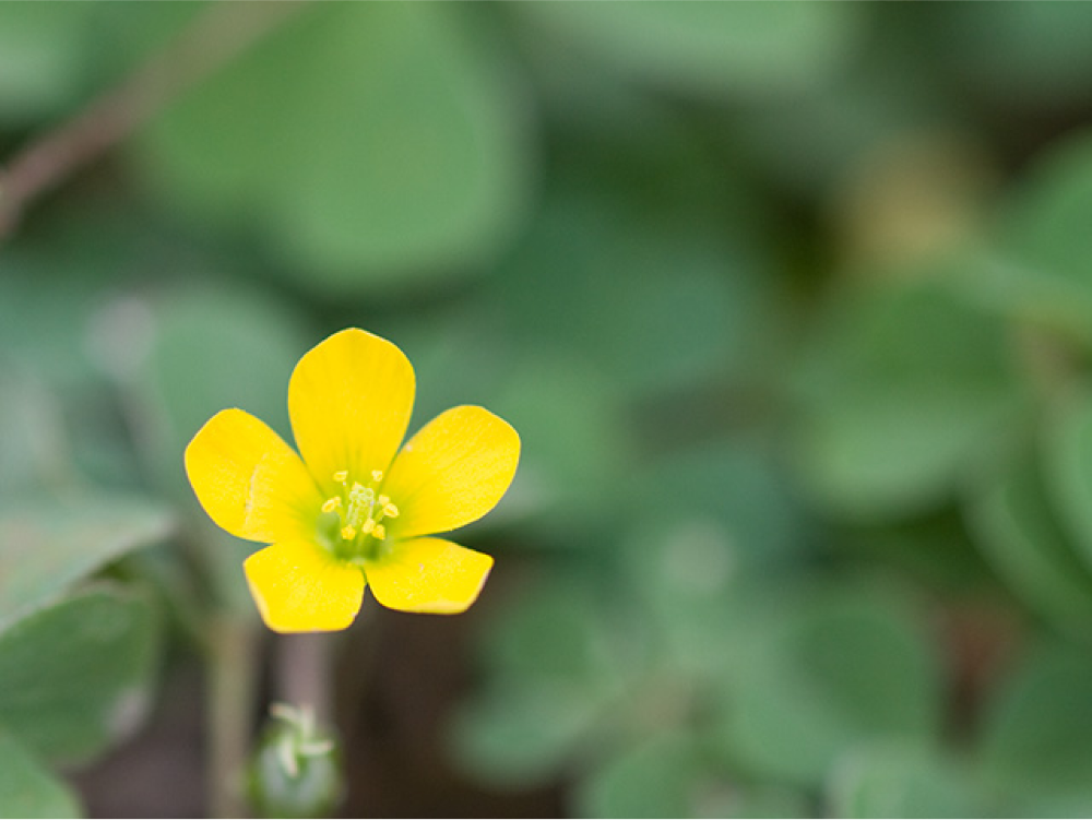 【昭和レトロ】半幅帯 綿 緑 花柄 片喰 カタバミ 昭和レトロ】半幅帯 綿 緑 花柄 片喰 カタバミ ジャワ更紗 半幅帯 花