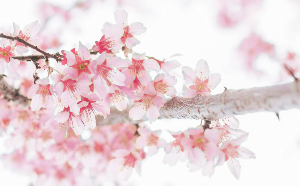 カワヅザクラ / 河津桜 – レンデフロール