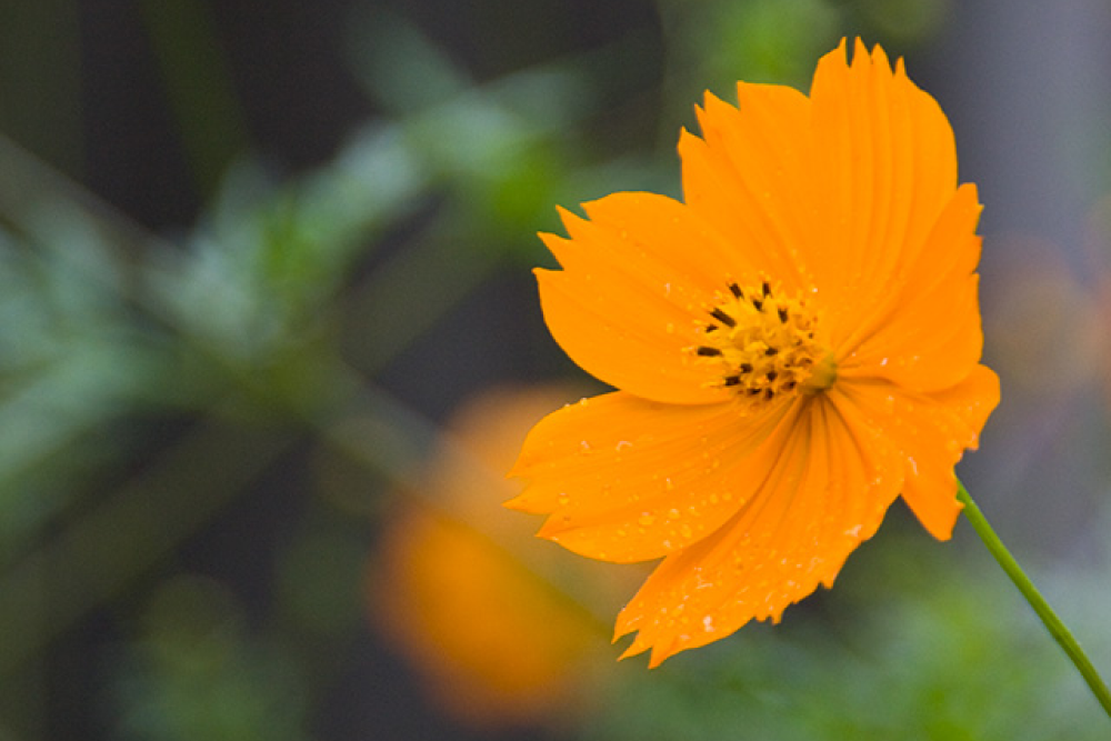 キバナコスモス / 黄花秋桜 – レンデフロール