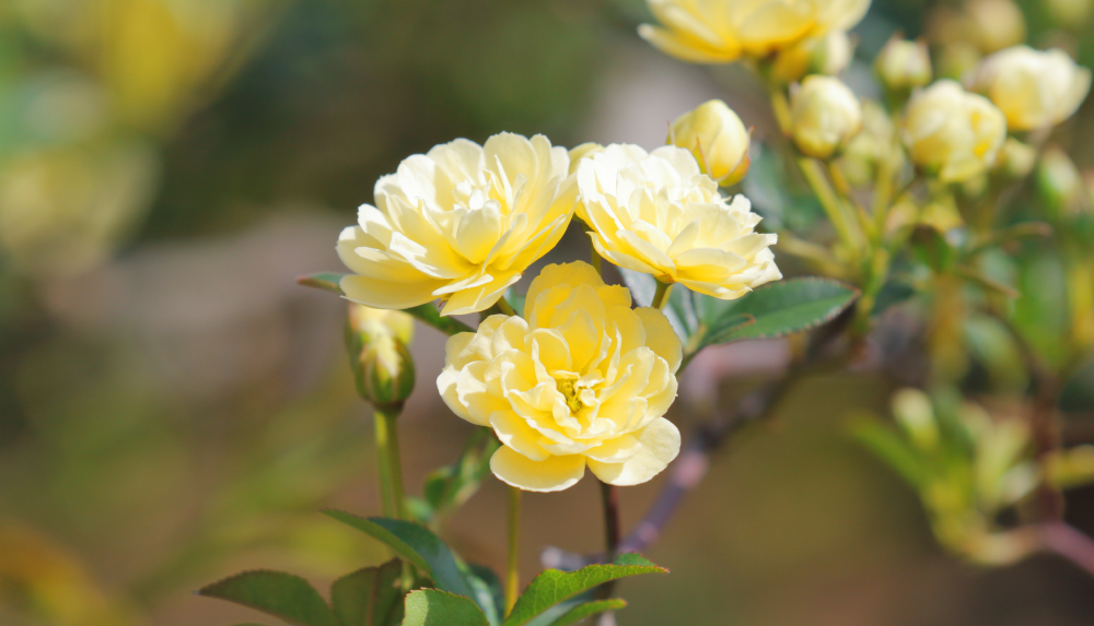 キモッコウバラ / 黄木香薔薇 – レンデフロール