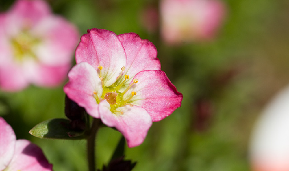 クモマグサ / 雲間草 – レンデフロール