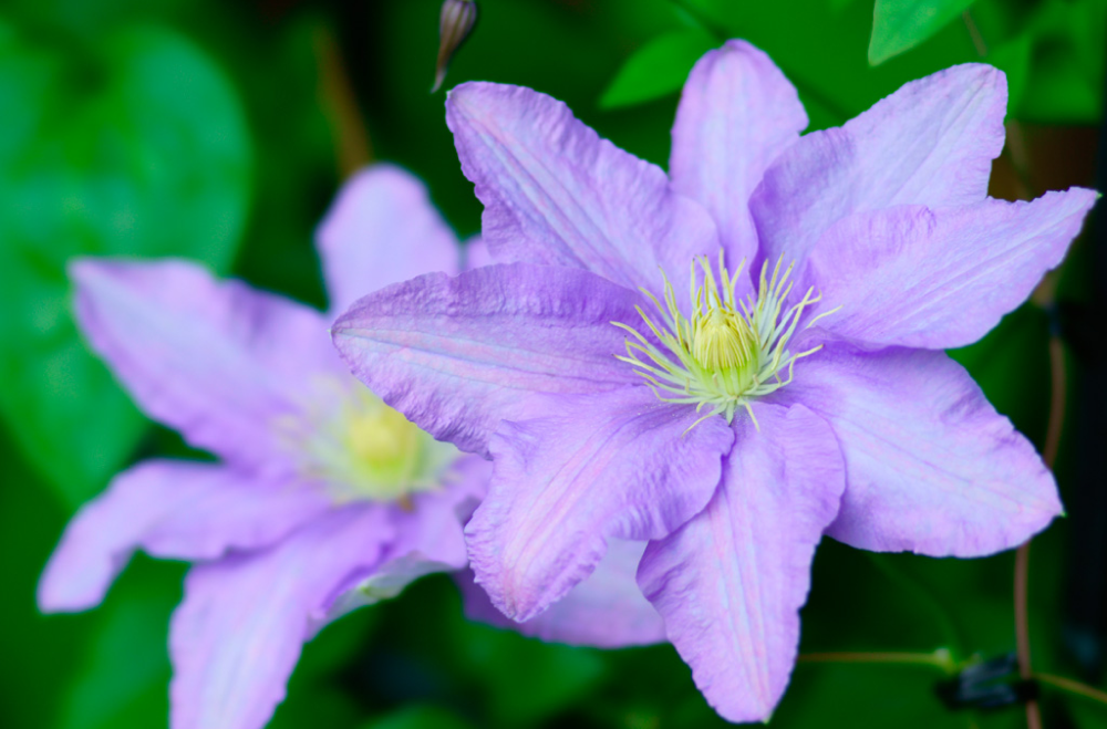 カールが可愛いクレマチス カールが可愛いクレマチス カール : My clematis diary