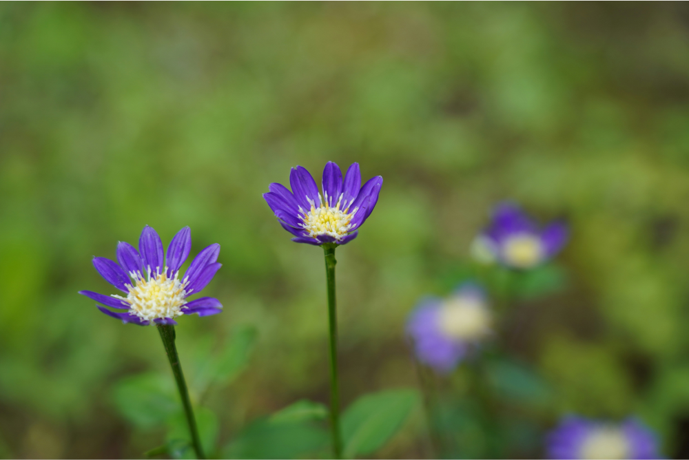 そのきよさんクレイフラワー都忘れと花器 そのきよさんクレイフラワー
