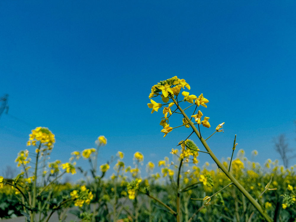 ナノハナ / 菜の花 – レンデフロール