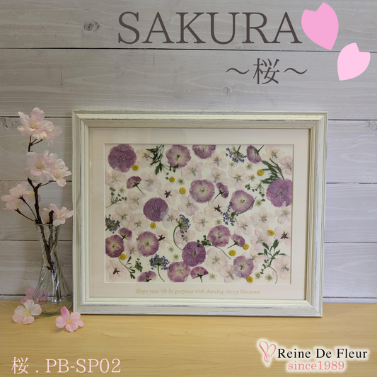 さくら押花 Pressed sakura  (PB-SP02)