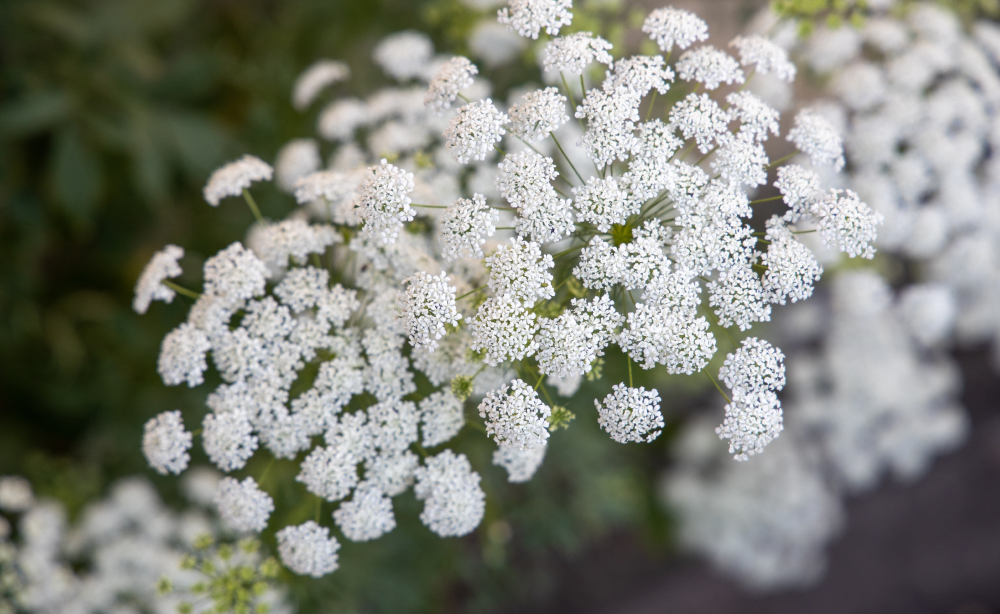 レースフラワー – レンデフロール