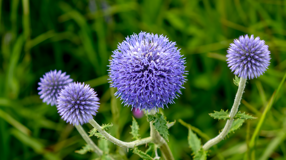 ルリタマアザミ / 瑠璃玉薊 – レンデフロール
