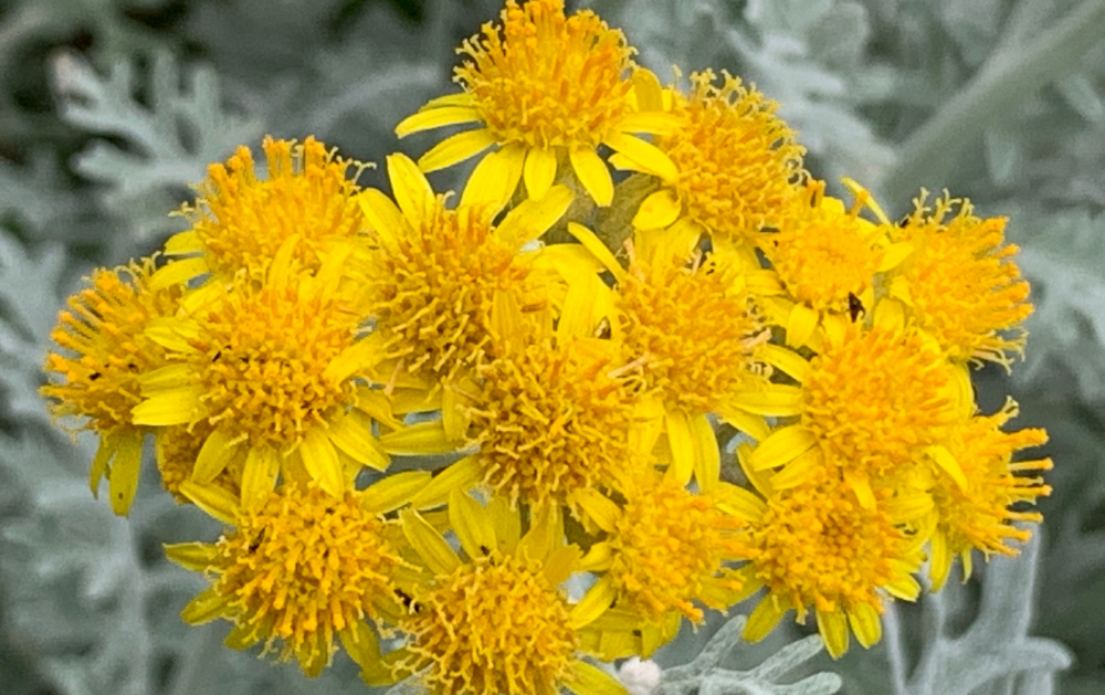 シロタエギク / 白妙菊 – レンデフロール