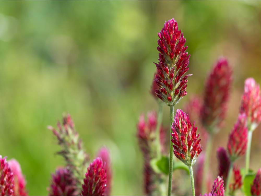 ストロベリーキャンドル – レンデフロール