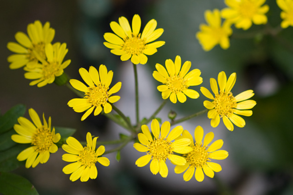 ツワブキ / 石蕗 – レンデフロール