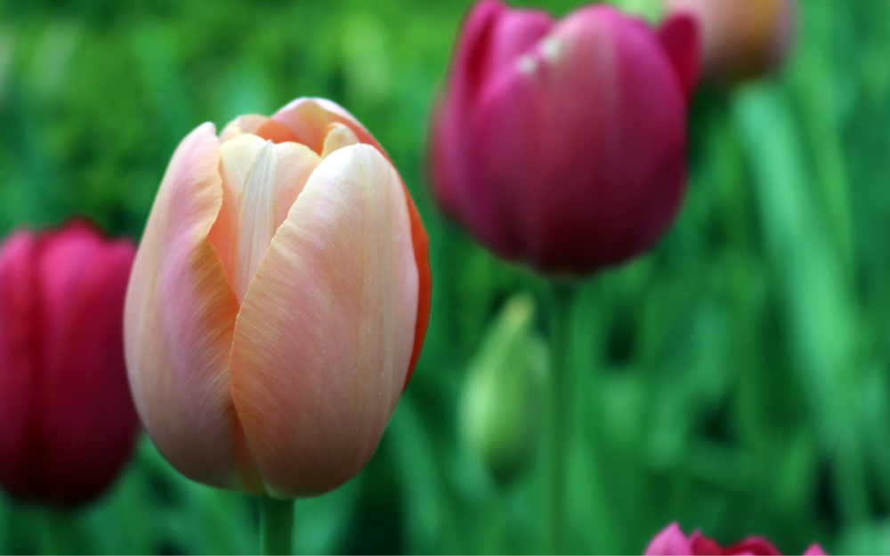 チューリップの花 Perth ® | チューリップ | Jan de Wit en Zonen B.V.