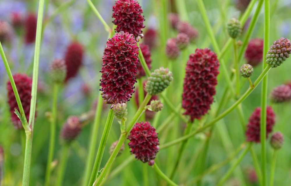 ワレモコウ様 ワレモコウ / 吾亦紅・吾木香 – レンデフロール