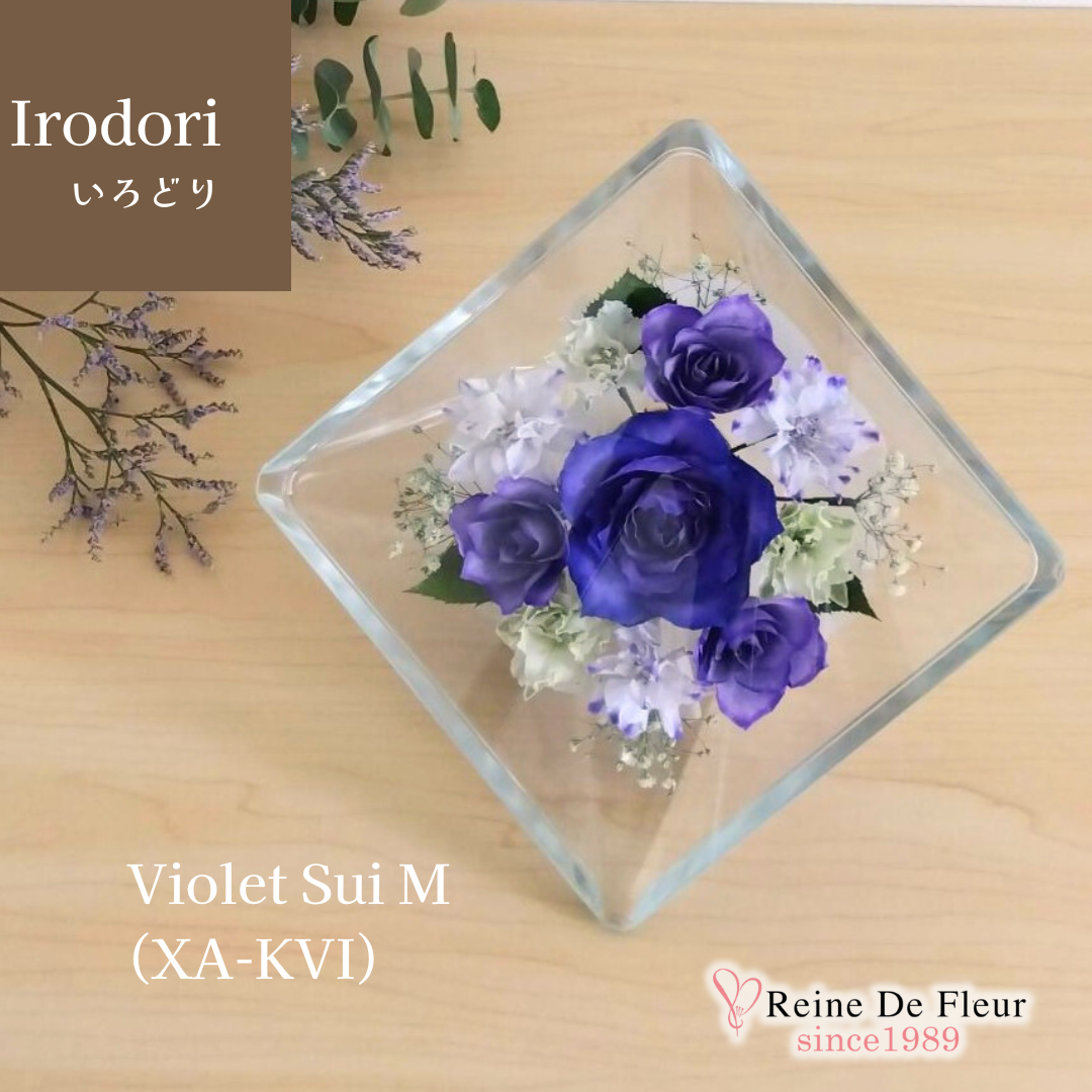 Irodori Violet Sui M(XA-KVI)