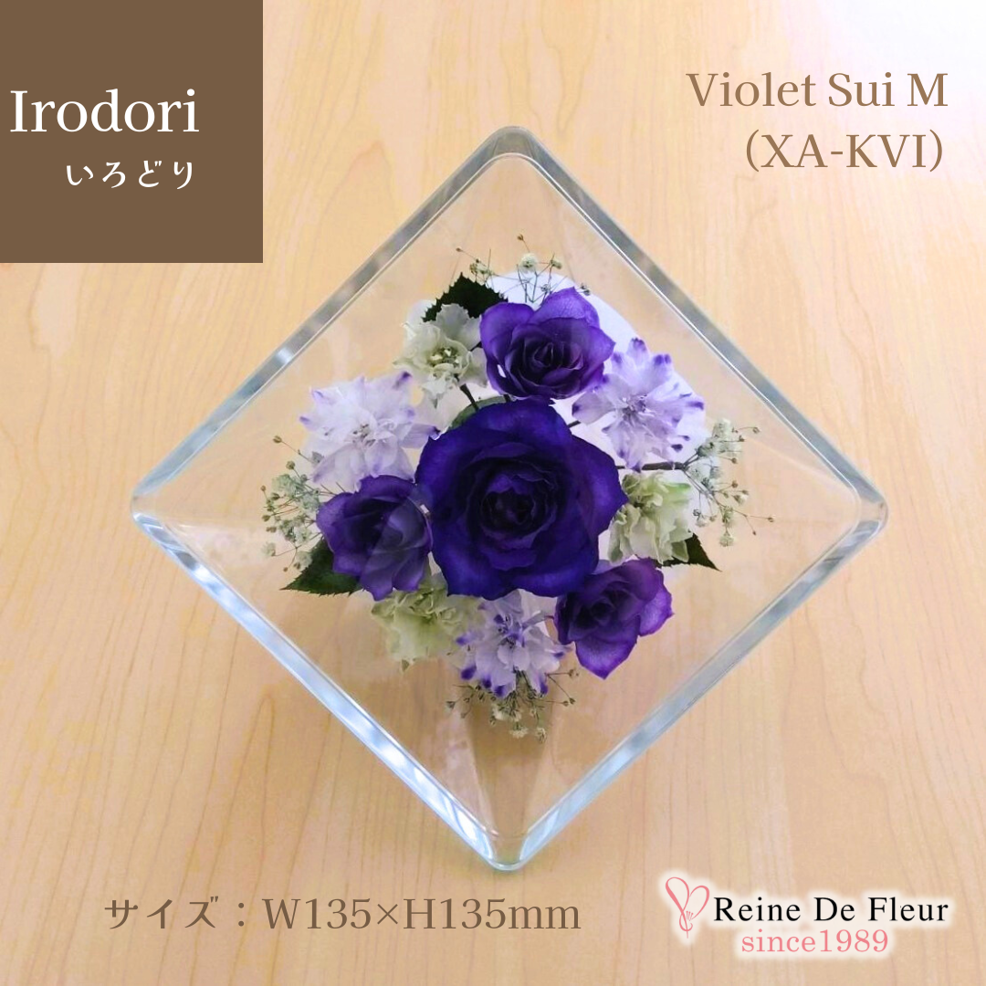 Irodori Violet Sui M(XA-KVI)