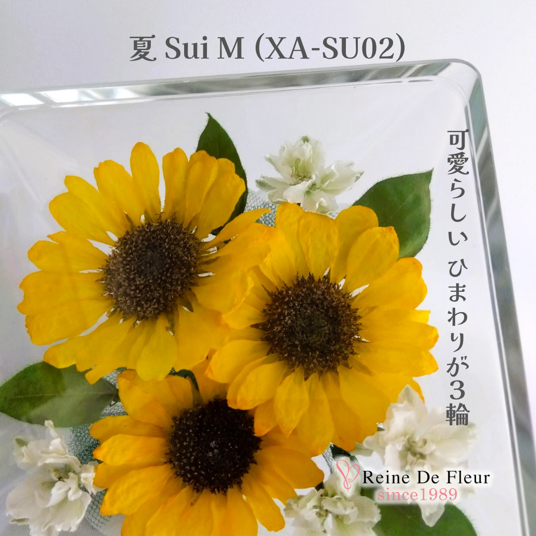 夏 Sui M(XA-SU02)