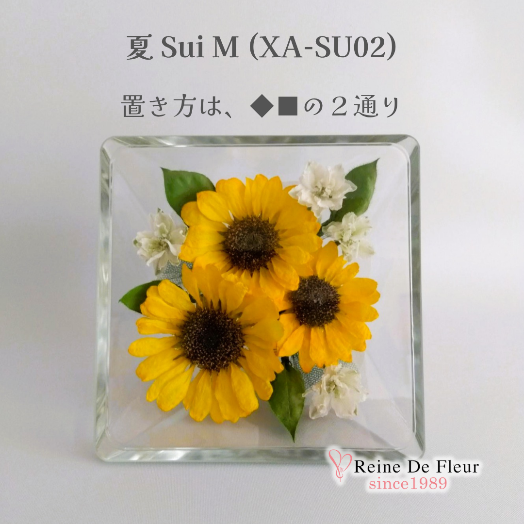 夏 Sui M(XA-SU02)