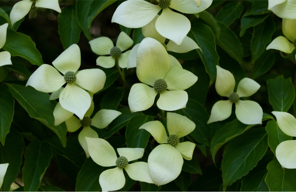 ヤマボウシ / 山法師 – レンデフロール