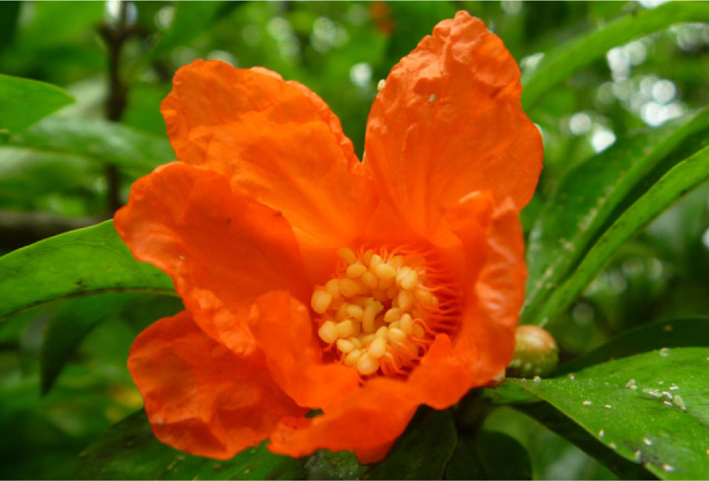 ザクロ / 柘榴 – レンデフロール ザクロ / 柘榴 – レンデフロール